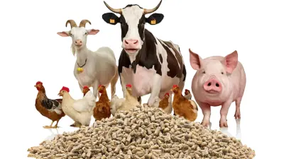 Benefits of pelleted feed